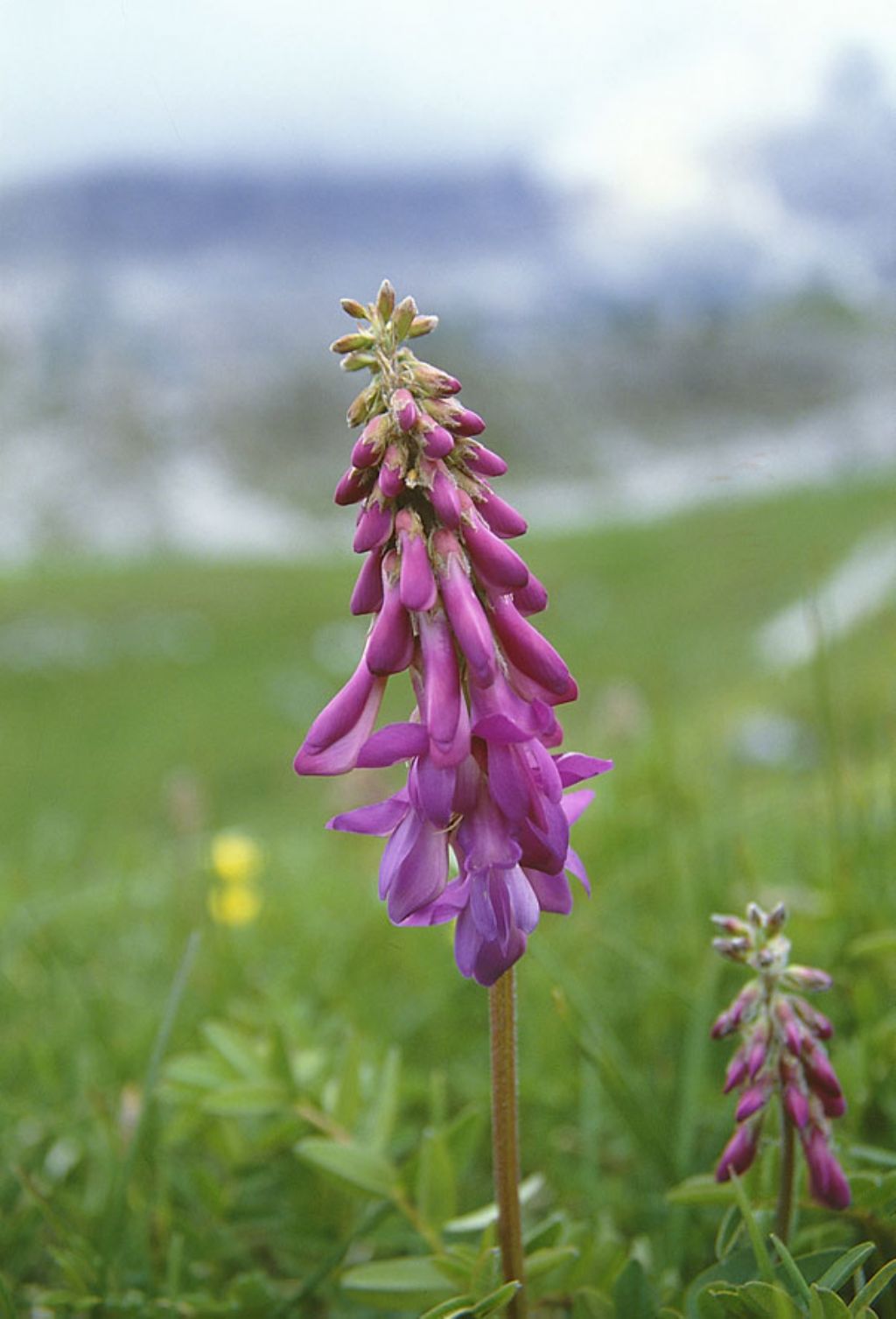 fiore da identificare: cfr. Hedysarum sp.